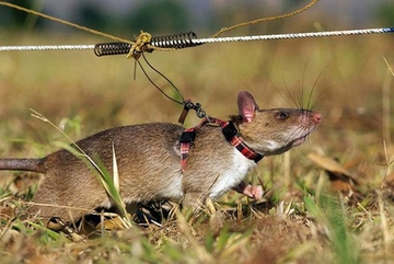 Взрывающаяся крыса (англ. explosive rat)