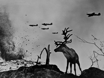 История фотографии "Олень Яша" (Заполярье, 1941 г.)